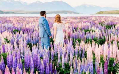 Seeing Lupin Flowers in New Zealand Is a Must