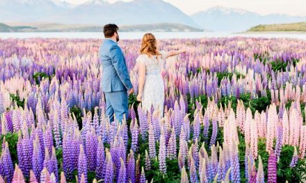 Seeing Lupin Flowers in New Zealand Is a Must