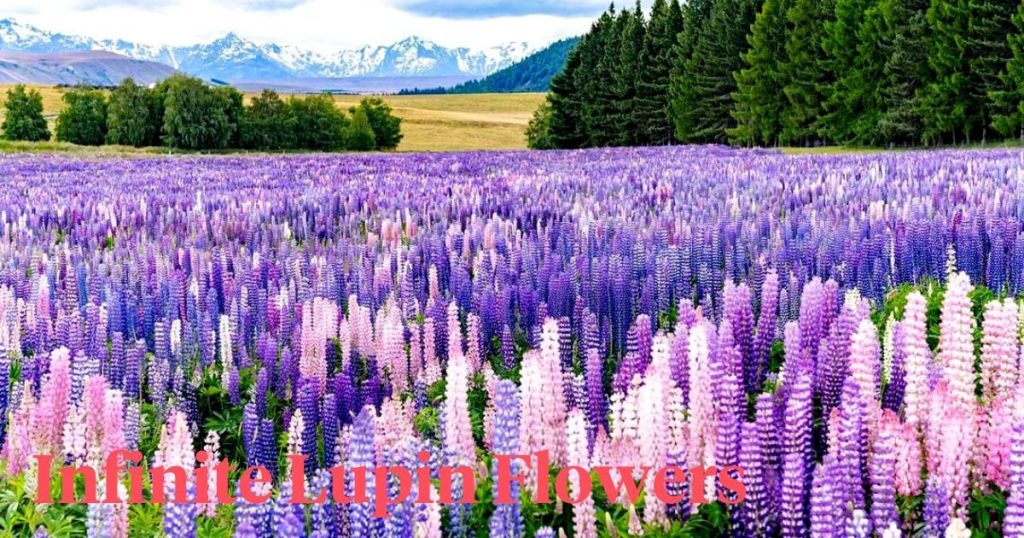 lupin flower field