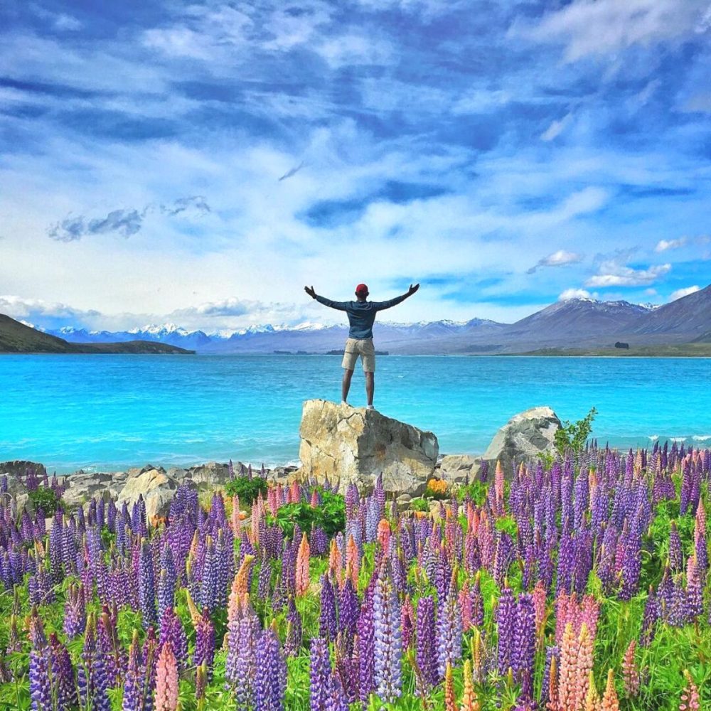 lupin flowers with lake backdrop