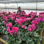 Colombian nursery industry is thriving
