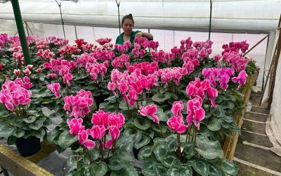 Colombian nursery industry is thriving