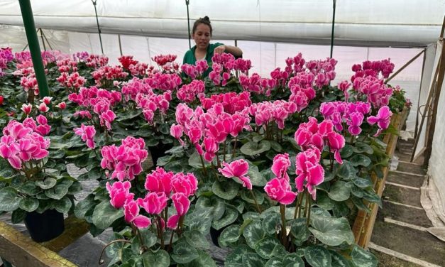 Colombian nursery industry is thriving