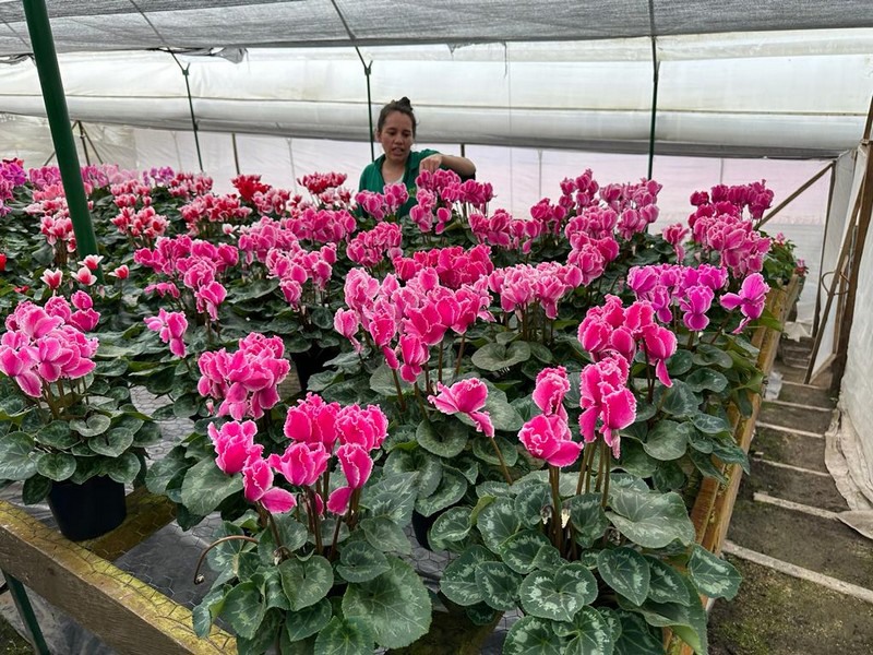 plant greenhouse