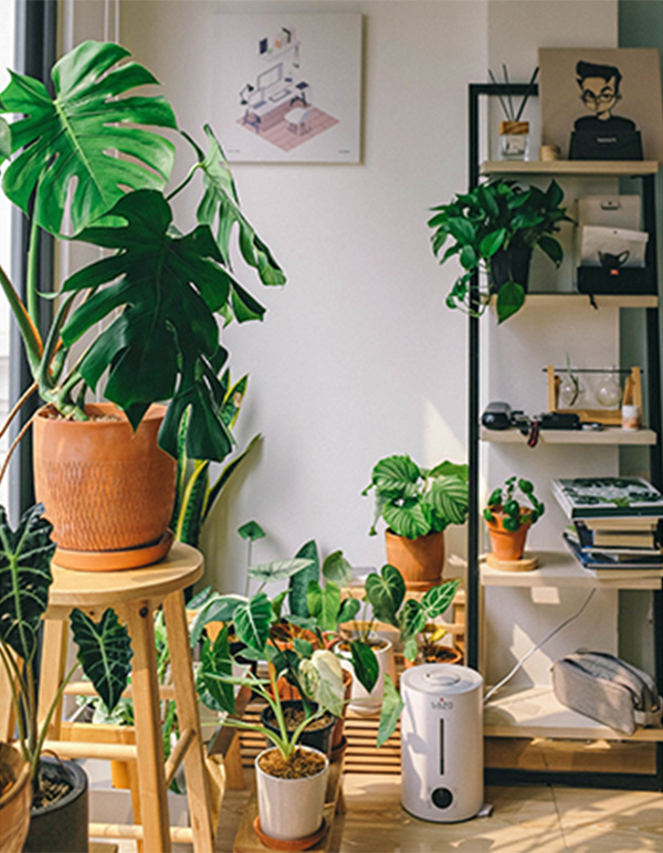 Improve Indoor Living with These Potted Plants