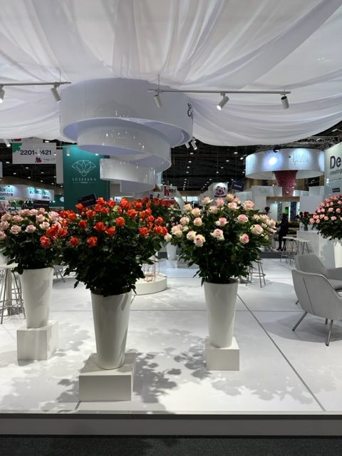 display of roses