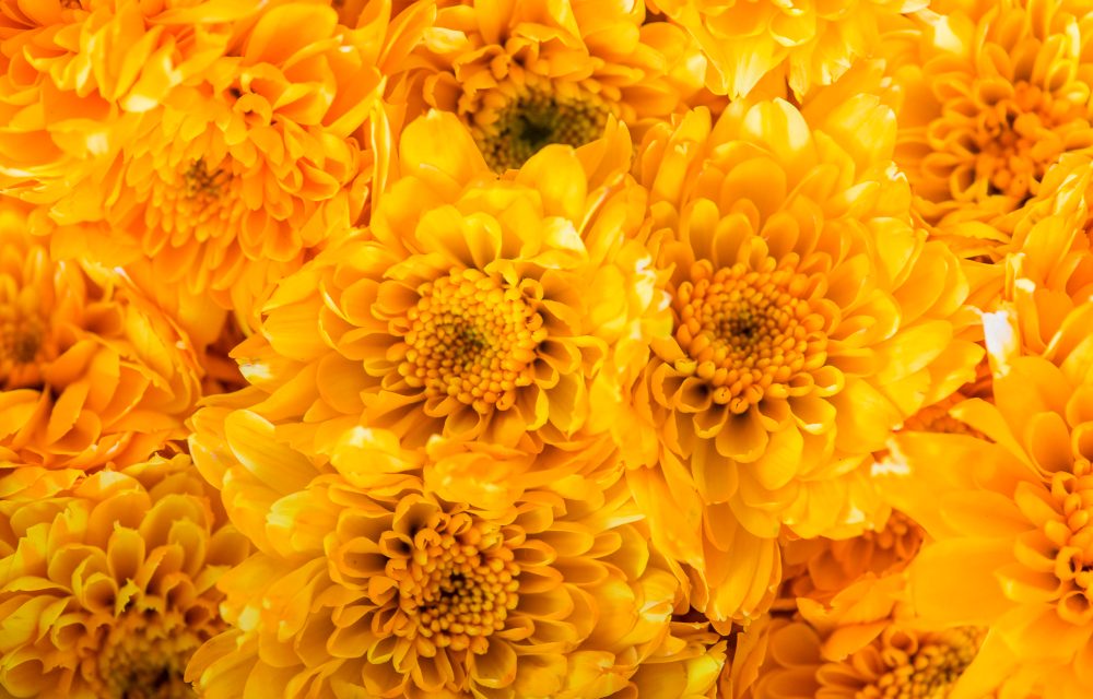 Pompoms a Fall Classic!