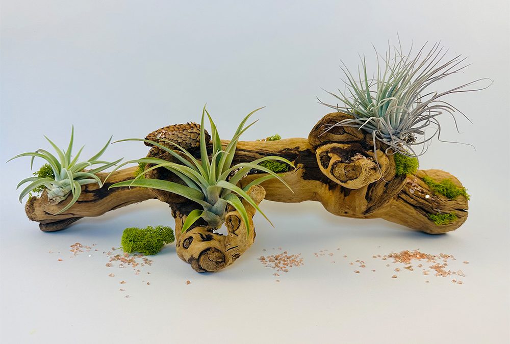 Awesome Air Plants