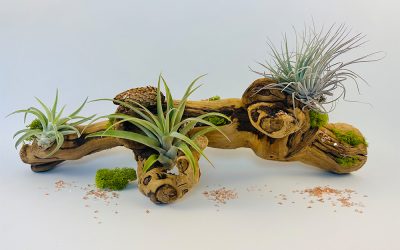 Awesome Air Plants