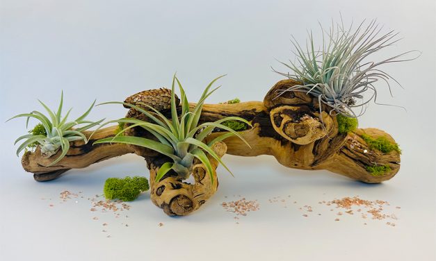 Awesome Air Plants