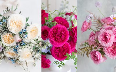 Introducing Three New David Austin Wedding Roses