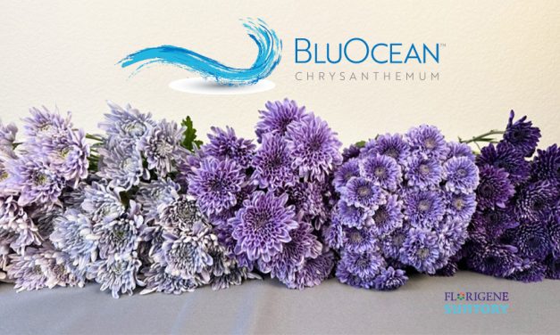 New hues on the market with BluOcean Chrysanthemums