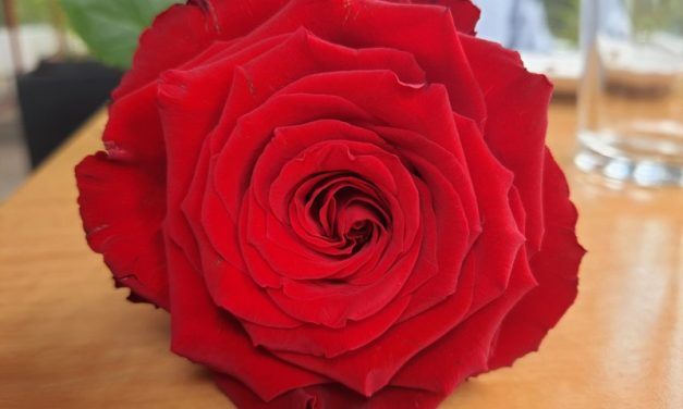 EQR introduces new red rose variety