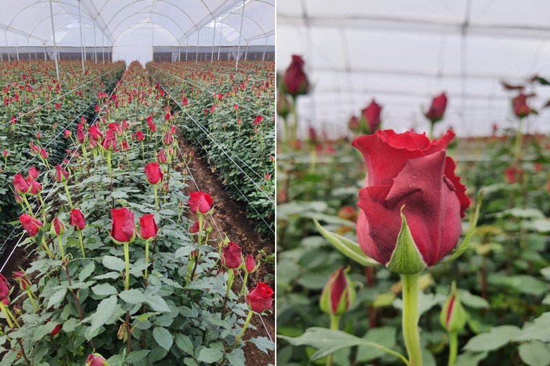 picture roses growing in a greenhouse