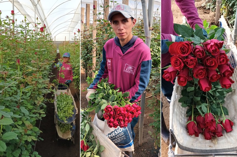 harvesting born free red roses on the farm
