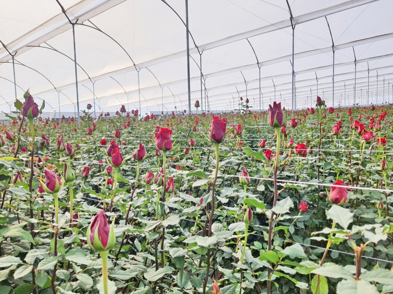 rose field in a greenhouse