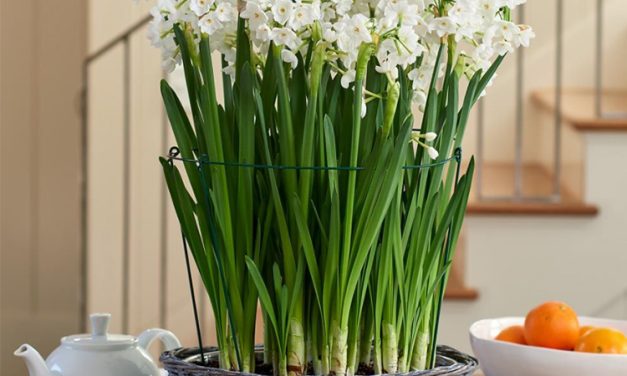 Flower of December? Sweet-Smelling Paperwhites/Narcissus
