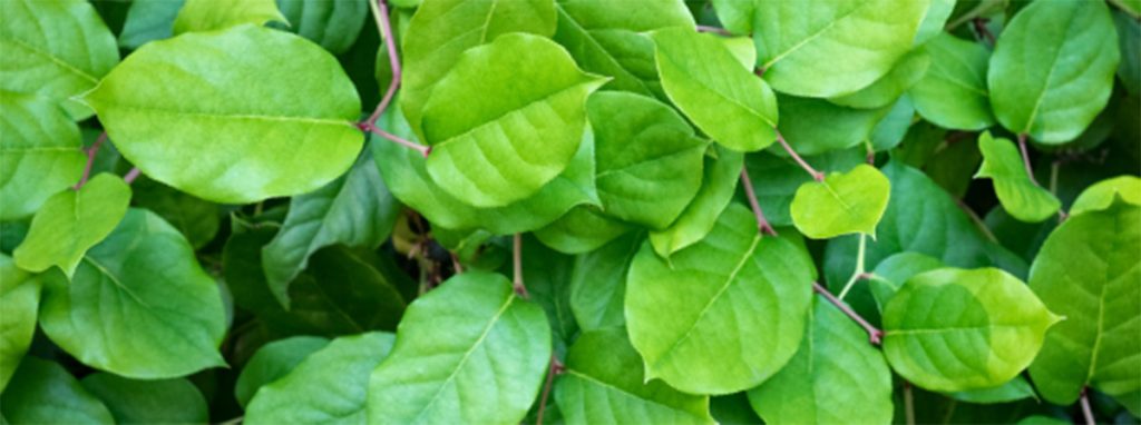 salal lemon leaf