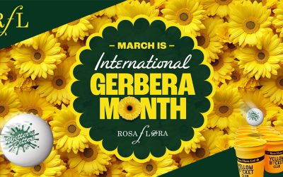 International Gerbera Month