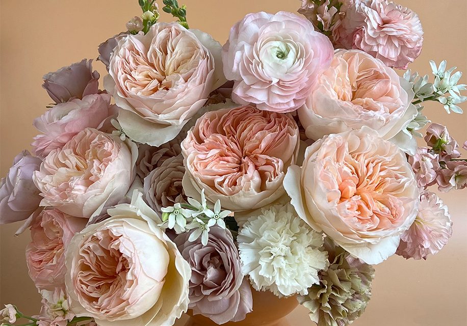 Juliet: The Perfect Garden Rose for Pantone’s 2024 Color of the Year