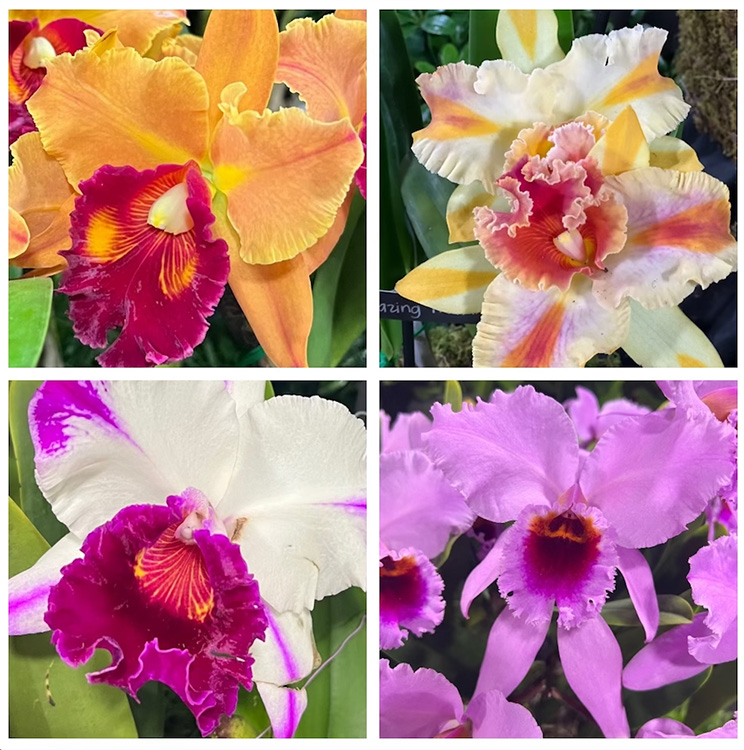 close up of orchids
