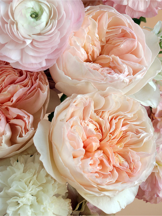close up of garden roses