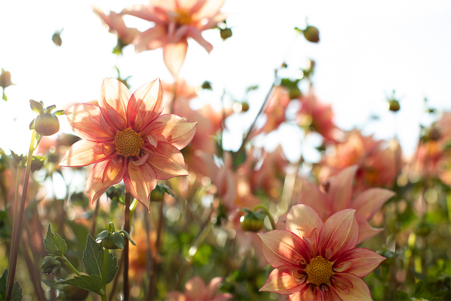 How to Grow Dahlias from Seed