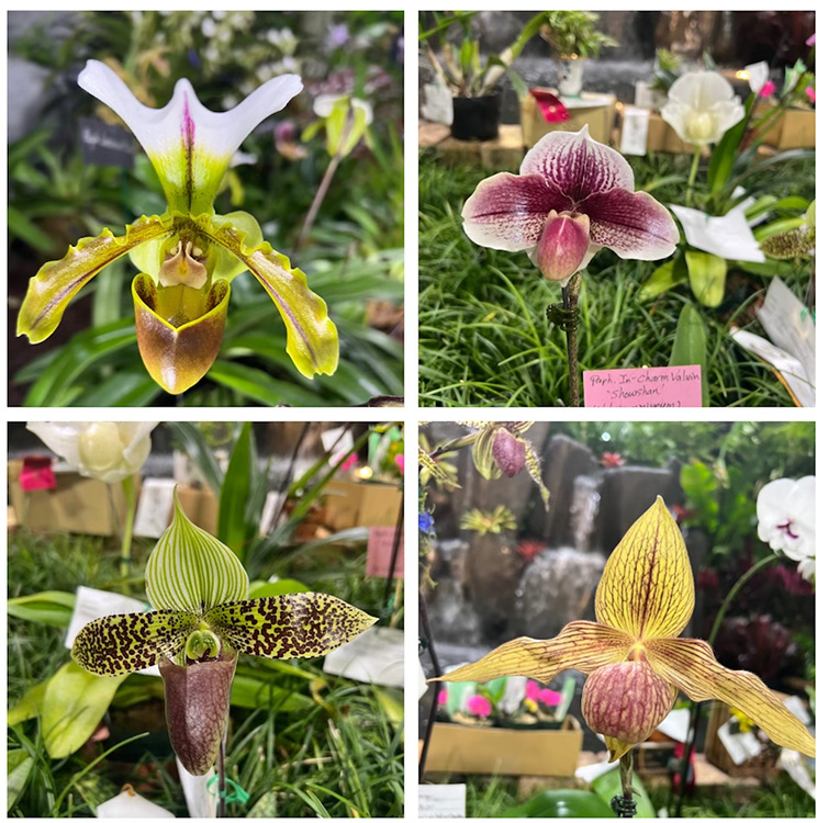 lady slipper orchids