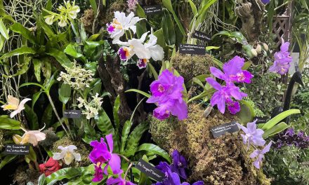 Captivating and Rare Orchids To See at Flower Festivals