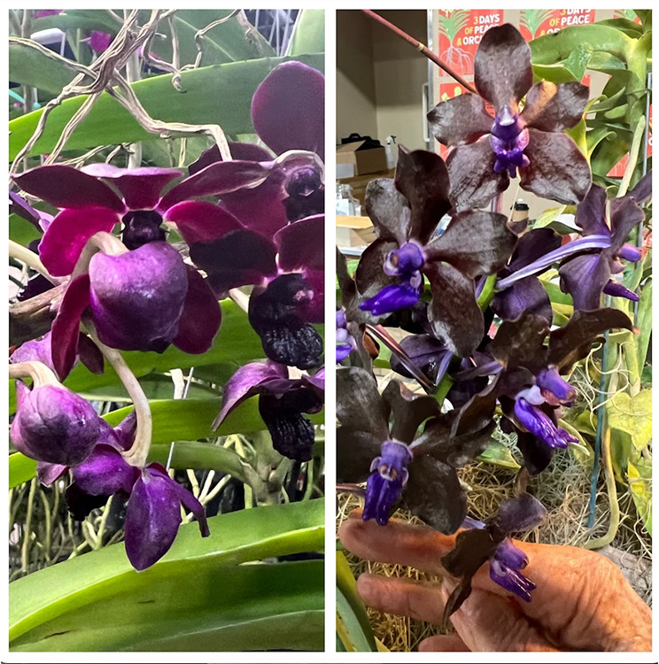 Lady Vanda Orchid on the Left, Right is Motes Black Vanda