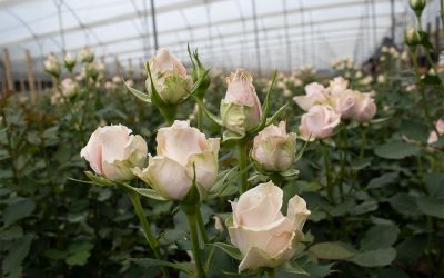 Rosaprima Announces the Acquisition of Ecuatorian Flowers