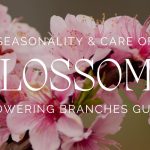 Seasonality & Care of Blossoms Flowering Branches Guide