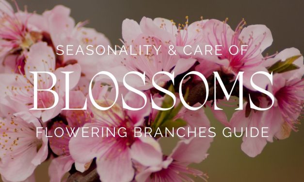 Seasonality & Care of Blossoms Flowering Branches Guide