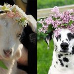 Call for Submission for the Pets in Petals Contest