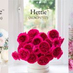 David Austin Launches Three New Wedding Roses
