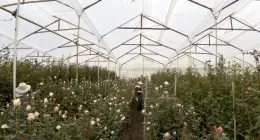 Alexandra Farms